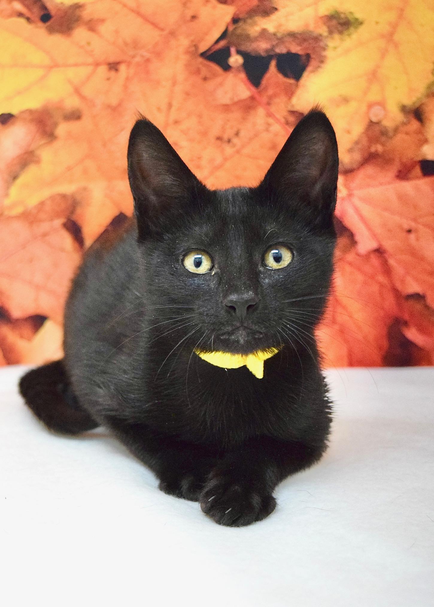 Magnolia, Adoptable, Kitten Female Domestic Short Hair.