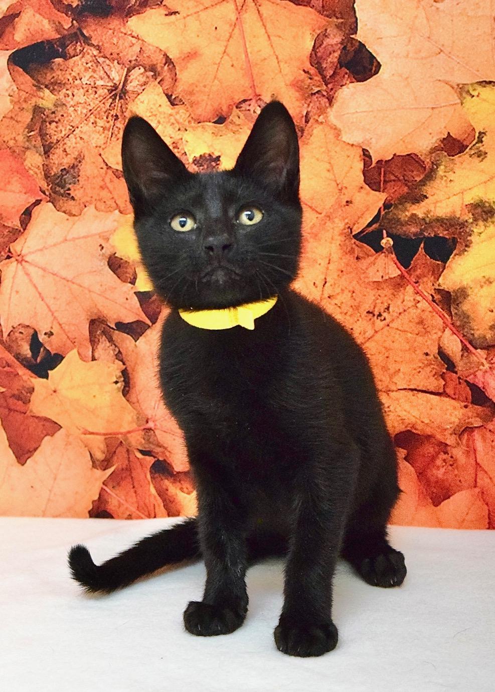 Enlarge Magnolia, a Adoptable Domestic Short Hair in Dublin, CA image 2/3