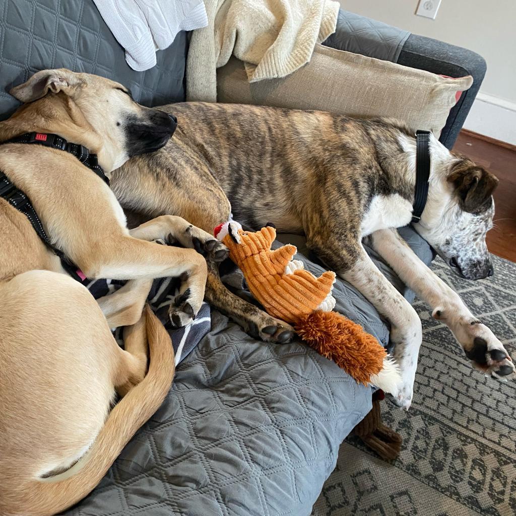 Enlarge Gus, a Adoptable mixed breed in Fairfax Station, VA image 1/6