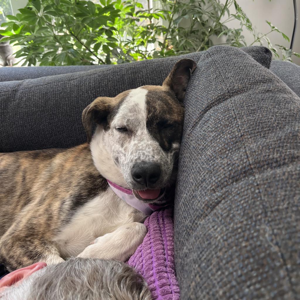 Enlarge Gus, a Adoptable mixed breed in Fairfax Station, VA image 2/6