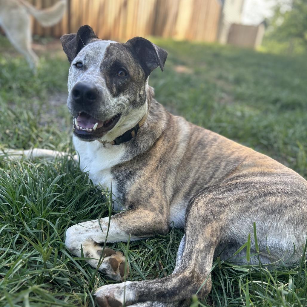 Enlarge Gus, a Adoptable mixed breed in Fairfax Station, VA image 3/6