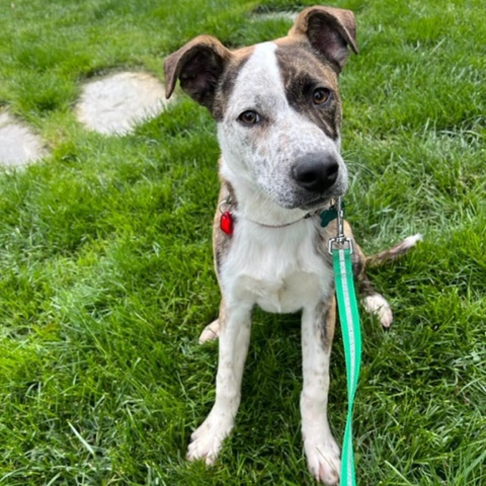 Enlarge Gus, a Adoptable mixed breed in Fairfax Station, VA image 5/6