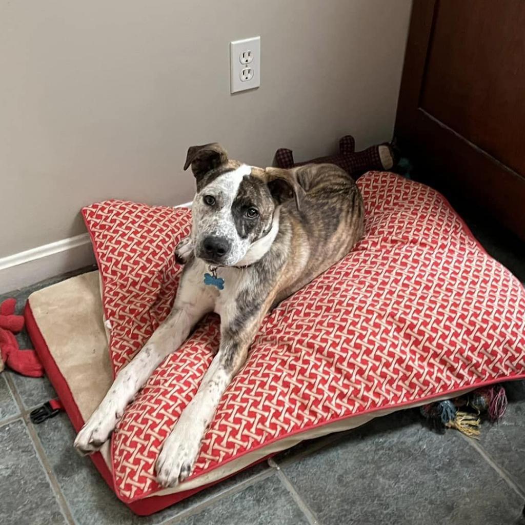 Enlarge Gus, a Adoptable mixed breed in Fairfax Station, VA image 6/6