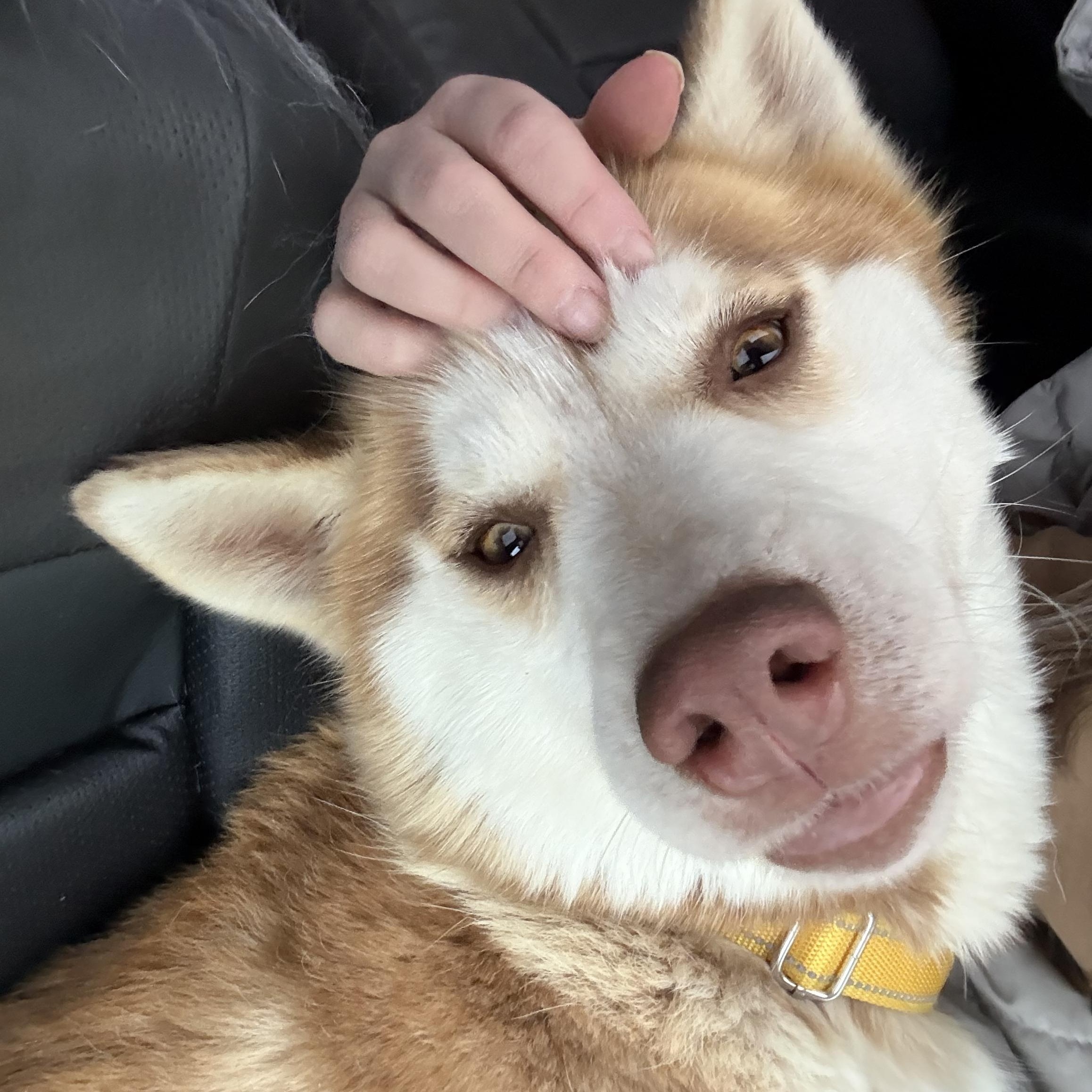 Hayden, a ADOPTABLE mixed breed in South Lyon, MI image 2/5