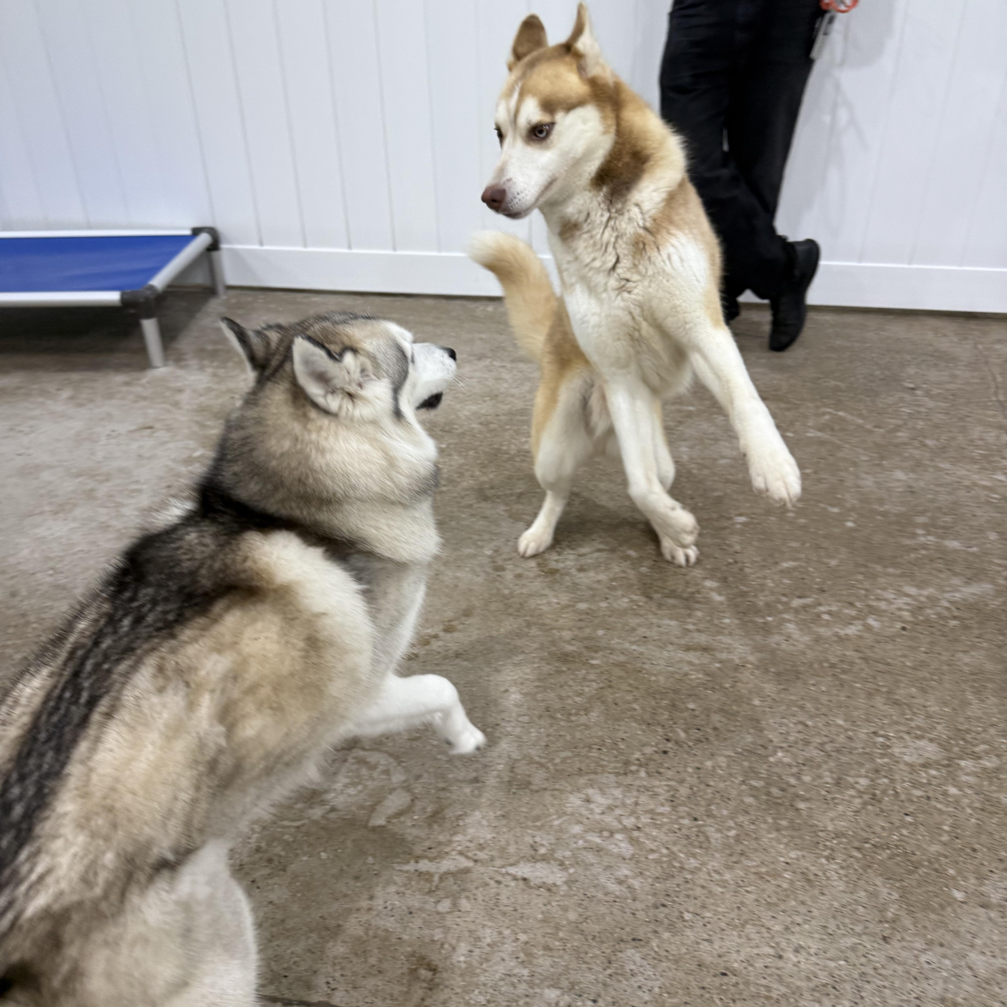 Hayden, a ADOPTABLE mixed breed in South Lyon, MI image 3/5