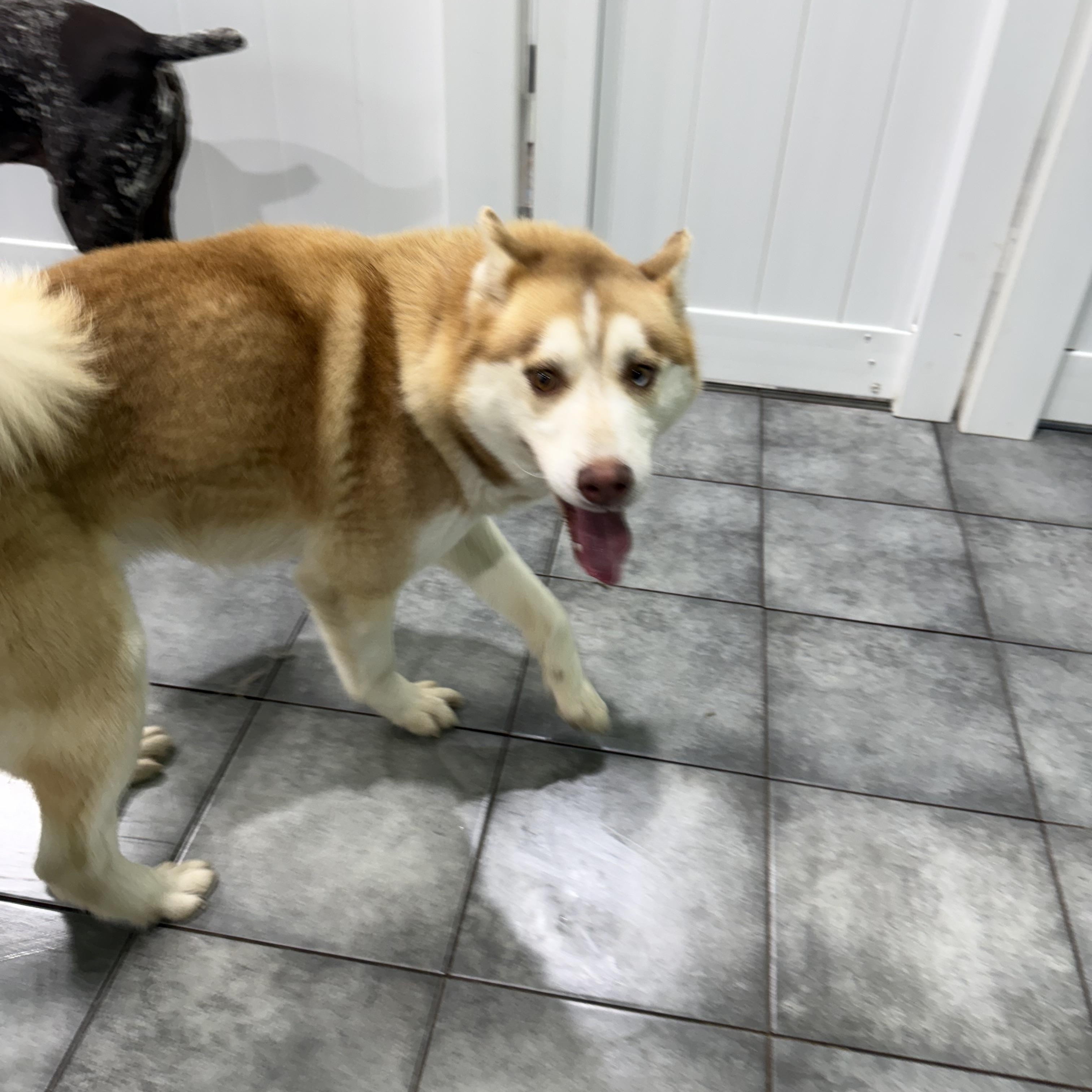 Hayden, a ADOPTABLE mixed breed in South Lyon, MI image 4/5