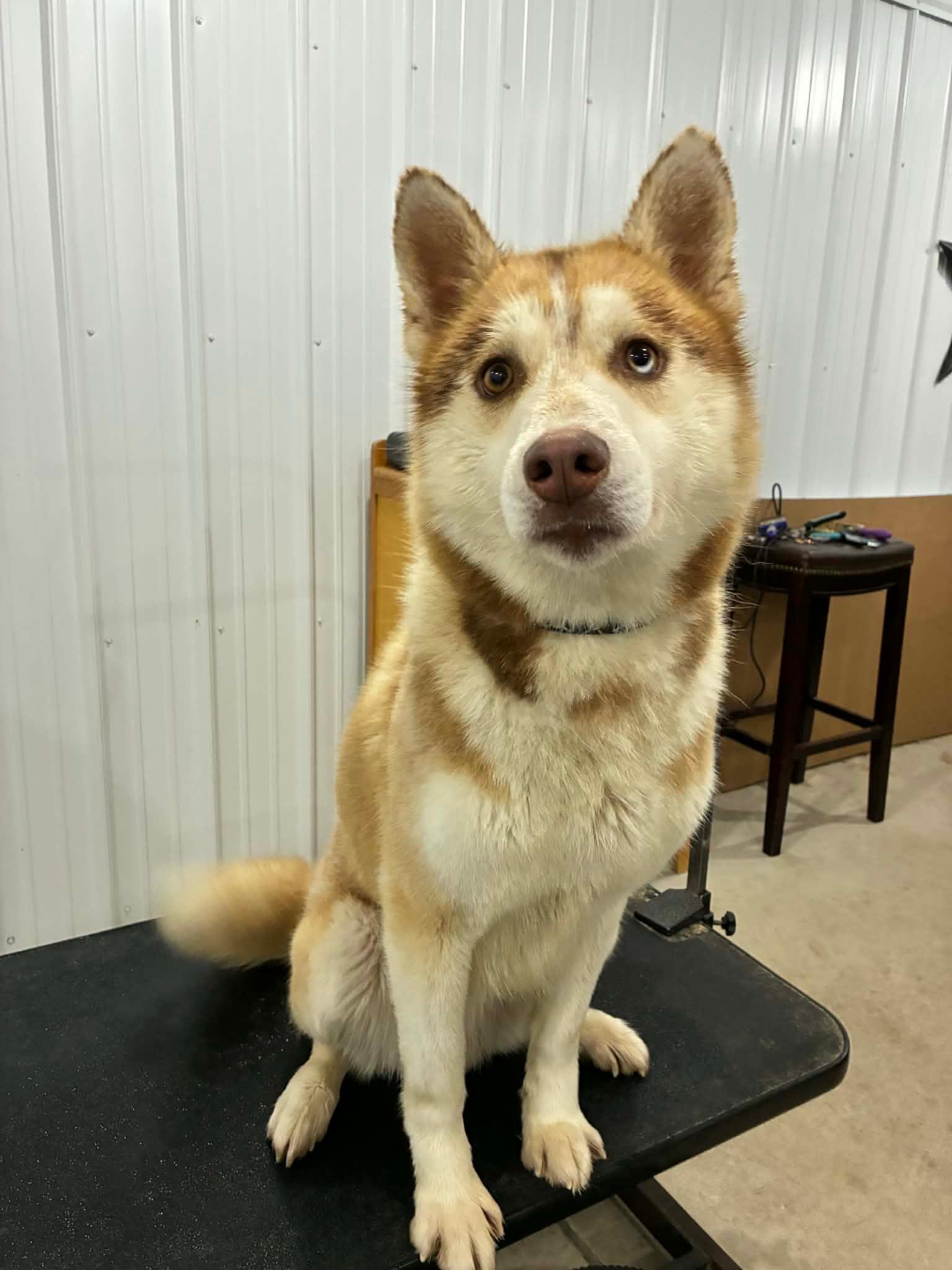 Hayden, ADOPTABLE, Young Male Siberian Husky.