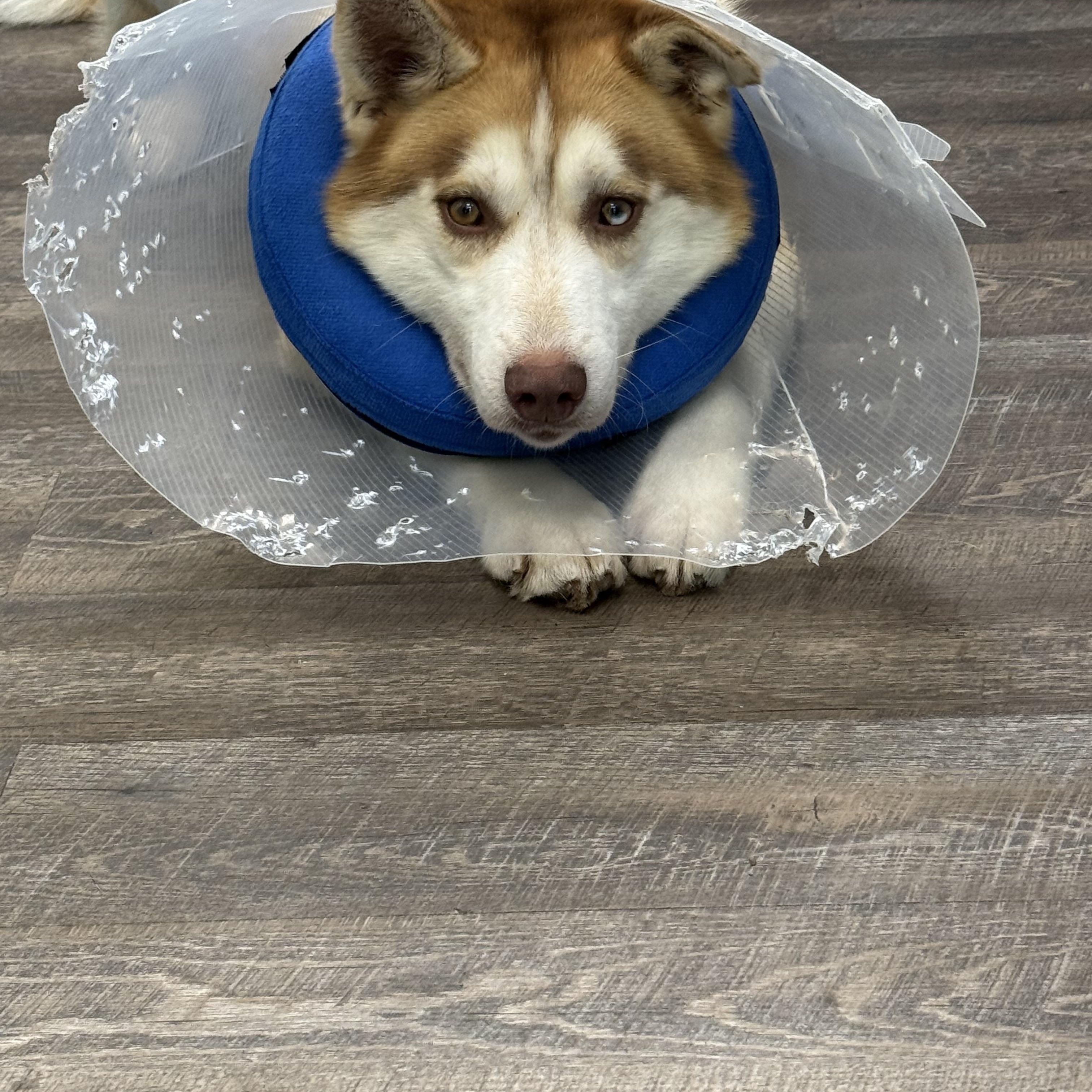 Hayden, a ADOPTABLE mixed breed in South Lyon, MI image 5/5