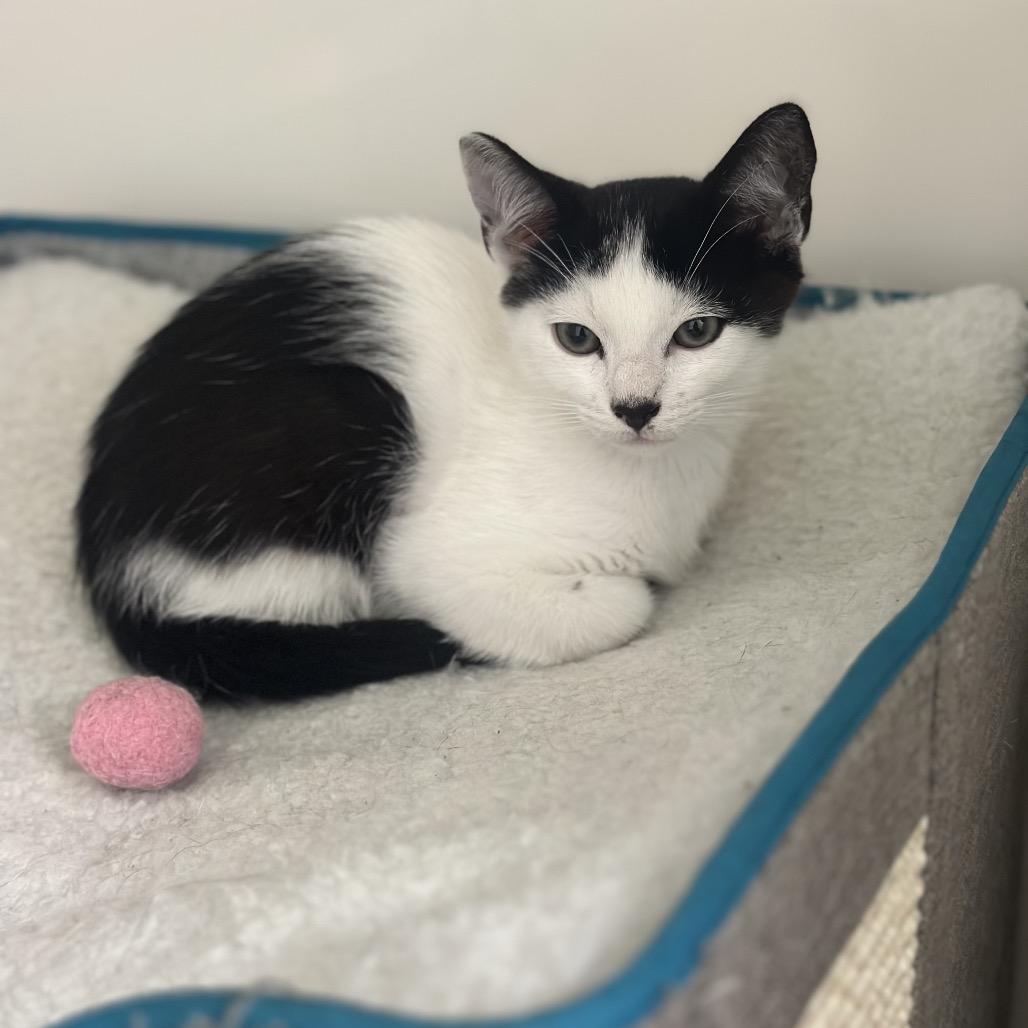 Enlarge Scottie, a Adoptable Domestic Short Hair in Los Angeles, CA image 1/1