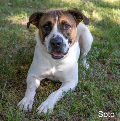 Soto, Adoptable, Adult Male Boxer & Mixed Breed.