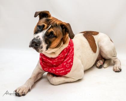 Soto, Adoptable, Adult Male Boxer & Mixed Breed.