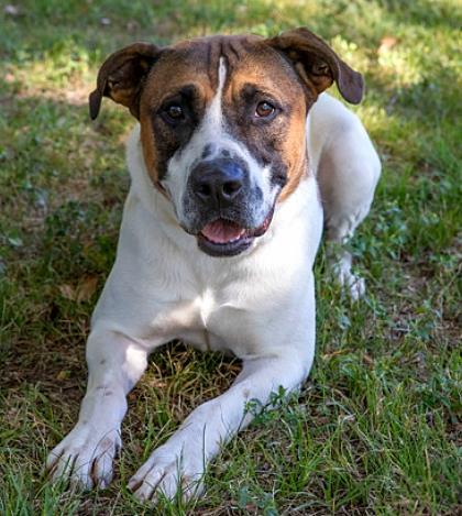 Soto, Adoptable, Adult Male Boxer & Mixed Breed.