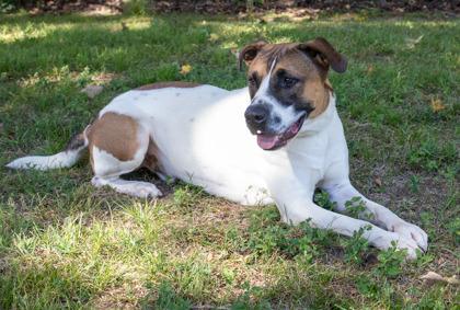 Soto, Adoptable, Adult Male Boxer & Mixed Breed.