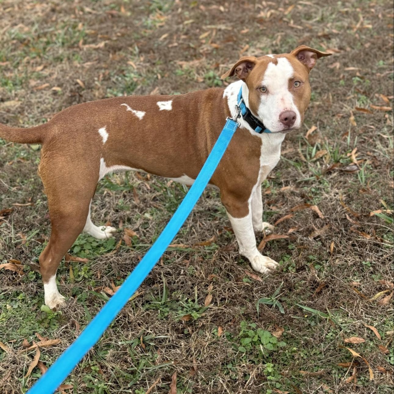 Opal, Adoptable, Young Female Pit Bull Terrier.