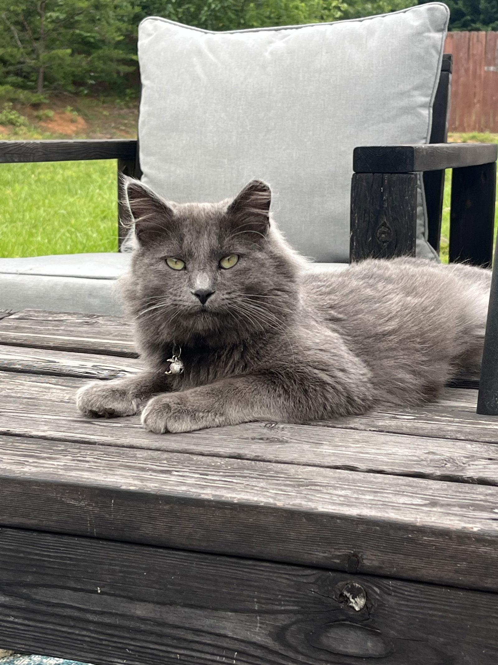 Mochi: Not at shelter (Erica), a Adoptable Domestic Short Hair in Rustburg, VA image 2/2