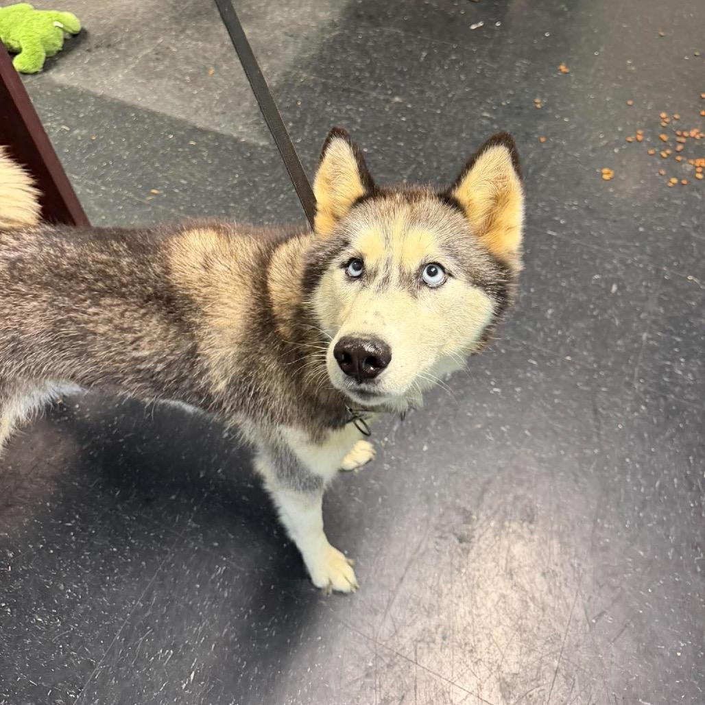 Bailey, Adoptable, Senior Female Husky.