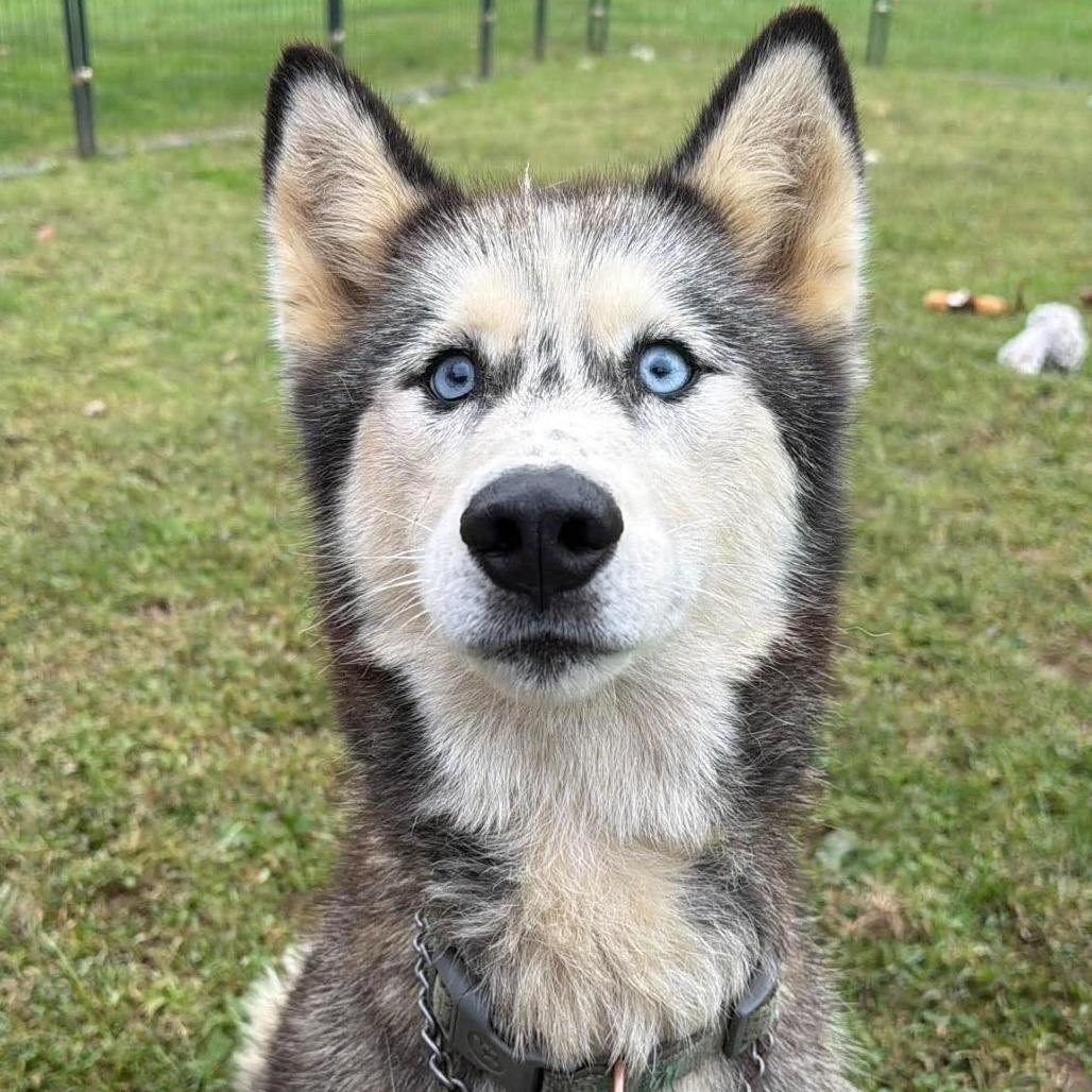 Enlarge Bailey, a Adoptable Husky in Shinnston, WV image 2/2