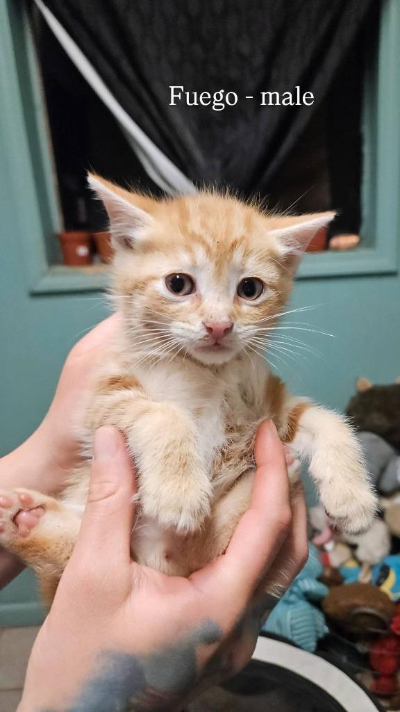 Fuego, Adopted, Kitten Male Domestic Short Hair.