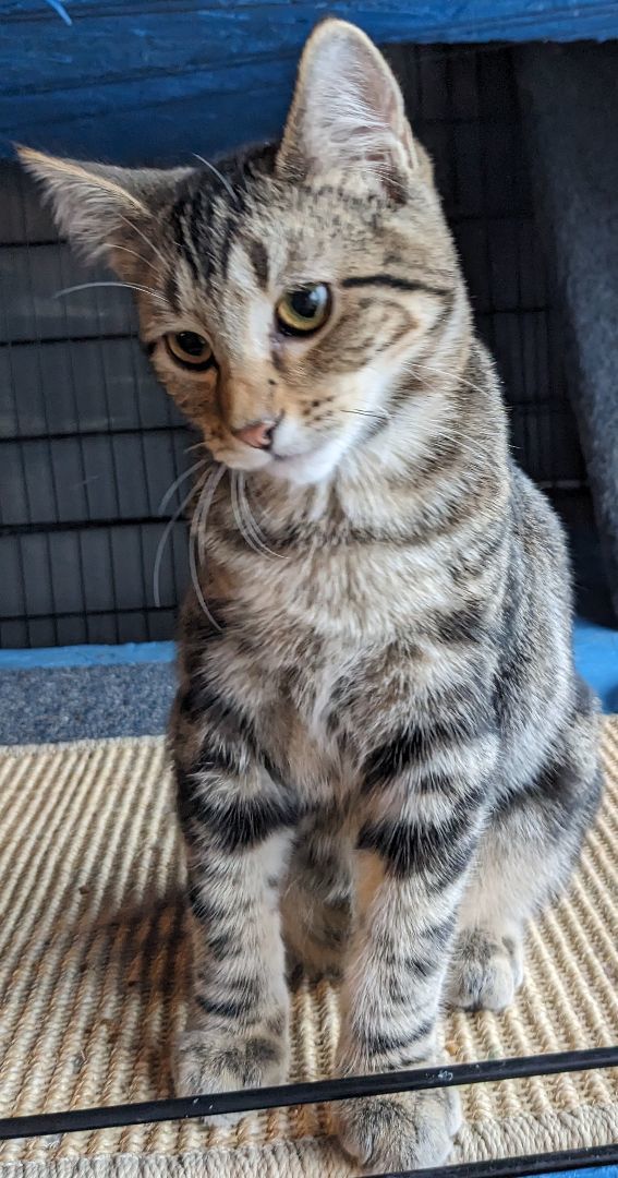 Ringo, an adoptable American Shorthair in Milbank, SD, 57252 | Photo Image 1