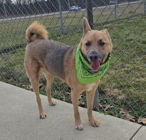Enlarge Cory, a ADOPTABLE Shepherd in Bucyrus, OH image 2/5