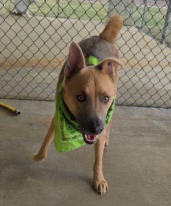 Enlarge Cory, a ADOPTABLE Shepherd in Bucyrus, OH image 4/5