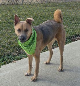 Cory, ADOPTABLE, Adult Male Shepherd.