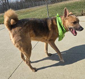 Enlarge Cory, a ADOPTABLE Shepherd in Bucyrus, OH image 5/5