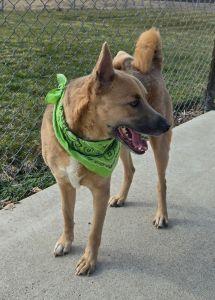 Enlarge Cory, a ADOPTABLE Shepherd in Bucyrus, OH image 3/5