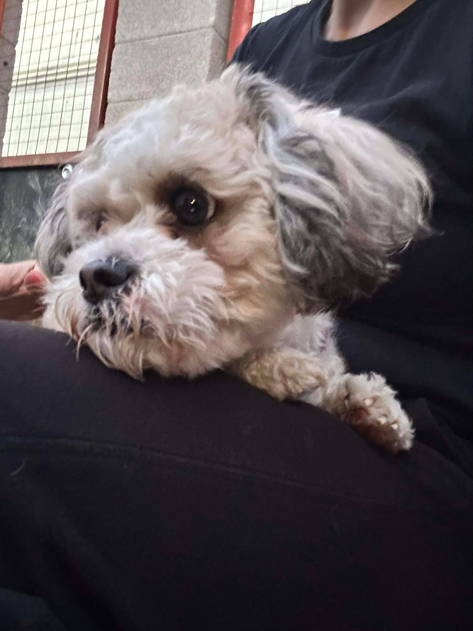 Enlarge Polar, an adopted Shih poo in Phoenix, AZ image 2/5