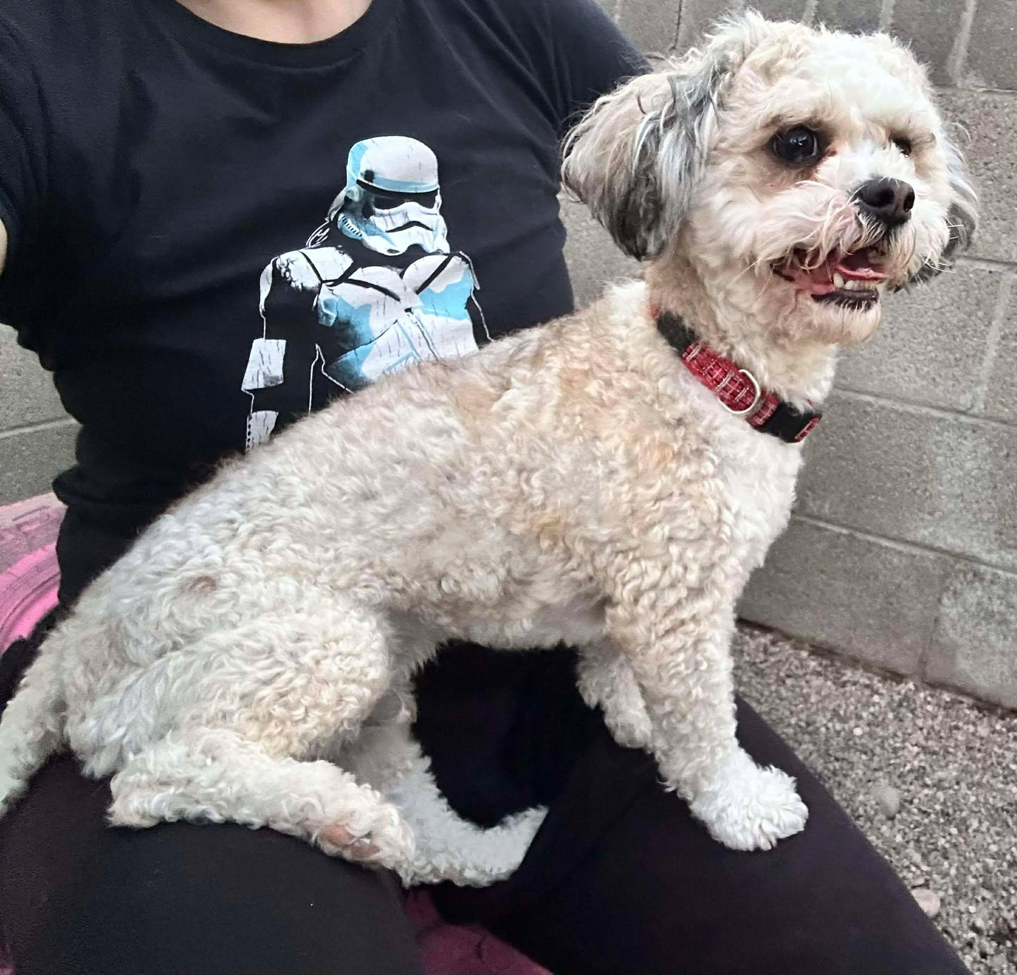 Enlarge Polar, an adopted Shih poo in Phoenix, AZ image 5/5