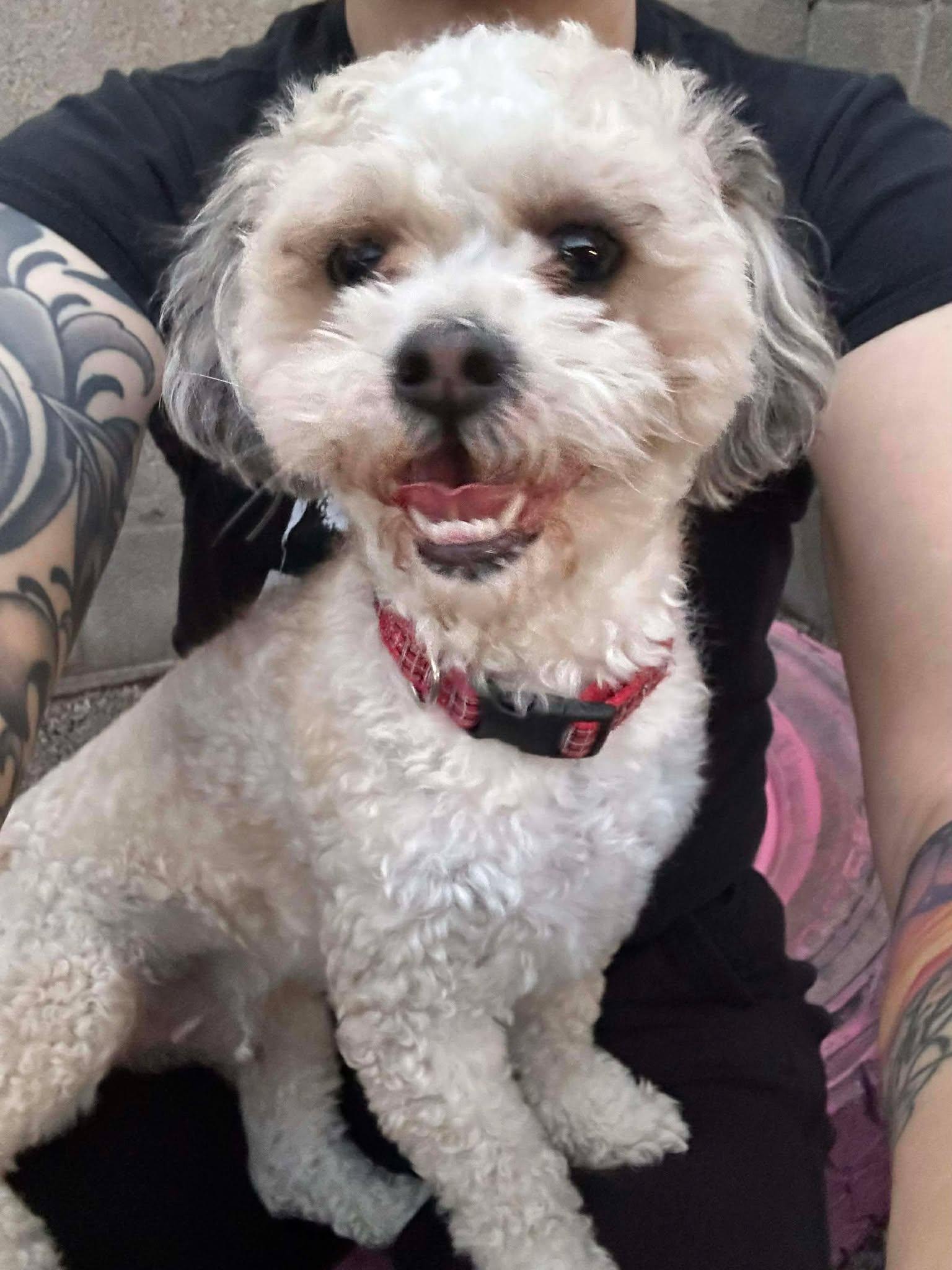 Enlarge Polar, an adopted Shih poo in Phoenix, AZ image 1/5