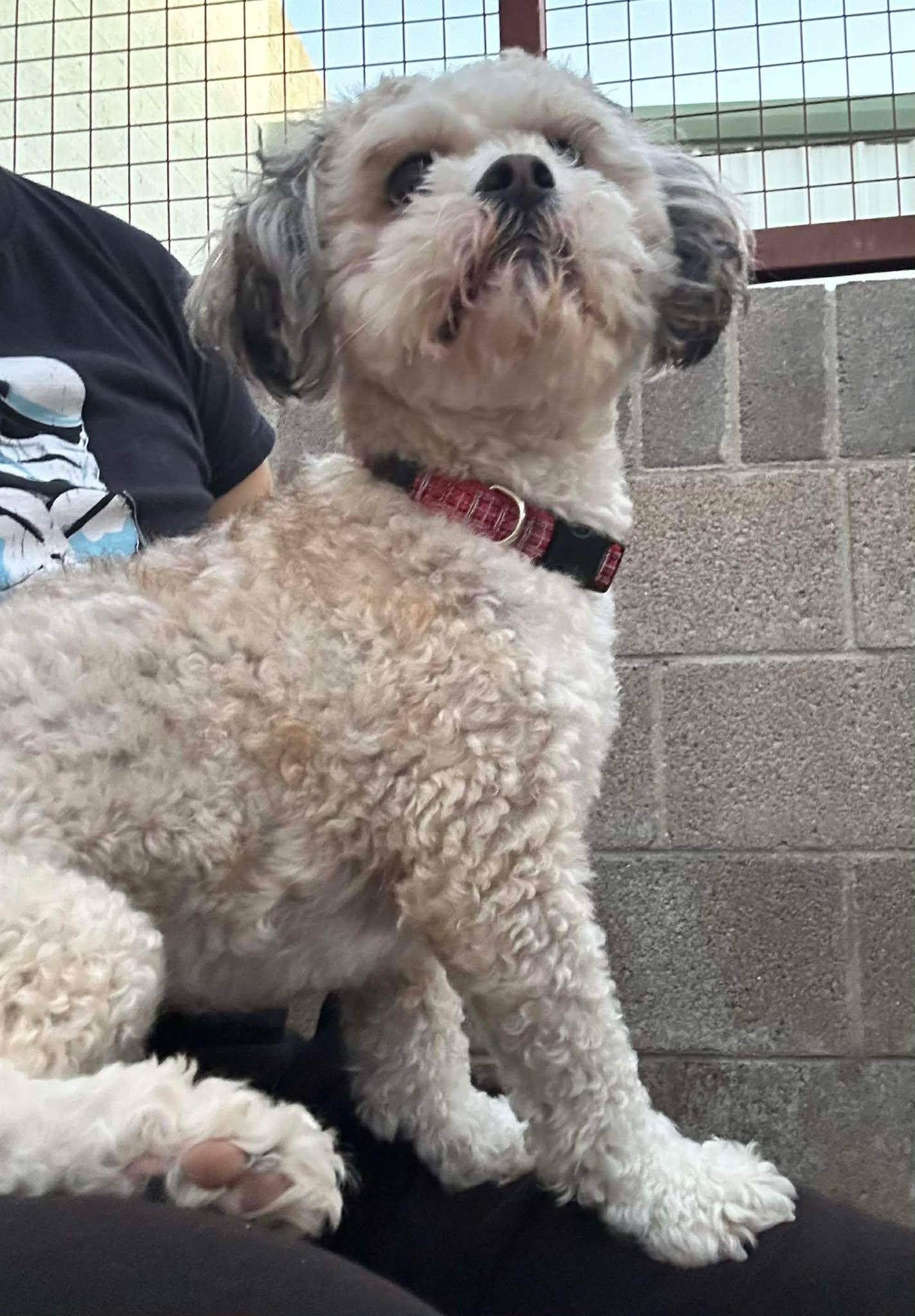 Enlarge Polar, an adopted Shih poo in Phoenix, AZ image 4/5