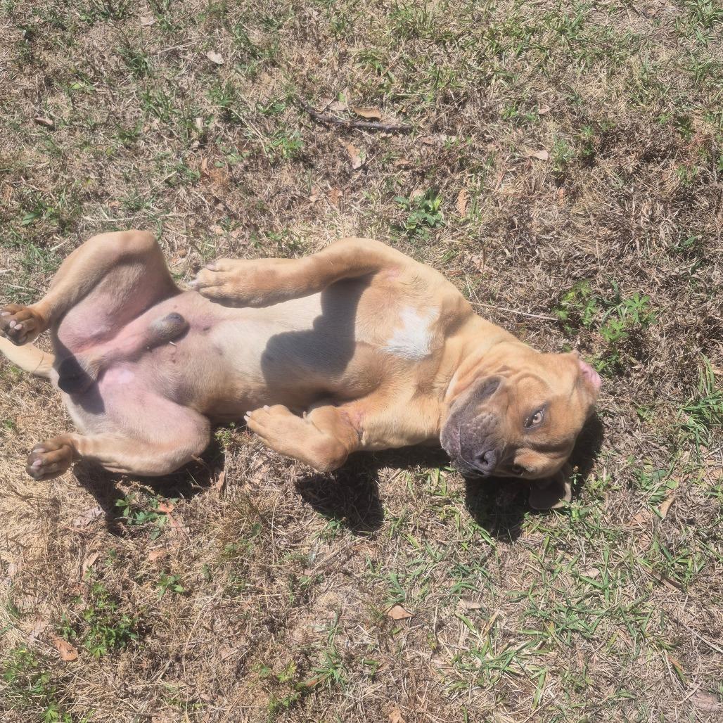 Enlarge Gumbo, a Adoptable mixed breed in Aberdeen, NC image 2/6