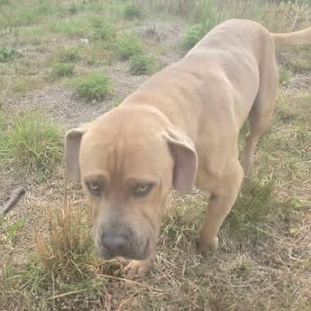 Enlarge Gumbo, a Adoptable mixed breed in Aberdeen, NC image 3/6