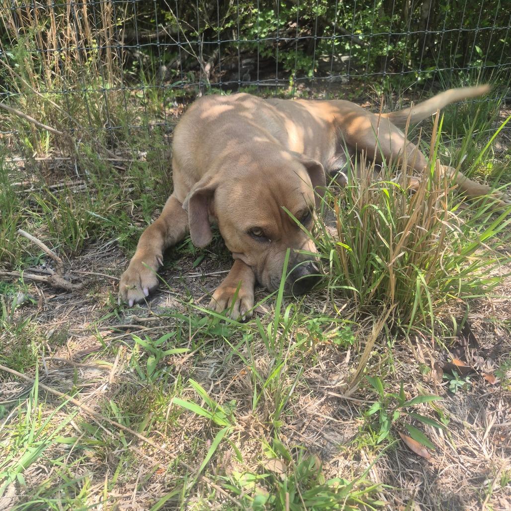Enlarge Gumbo, a Adoptable mixed breed in Aberdeen, NC image 4/6