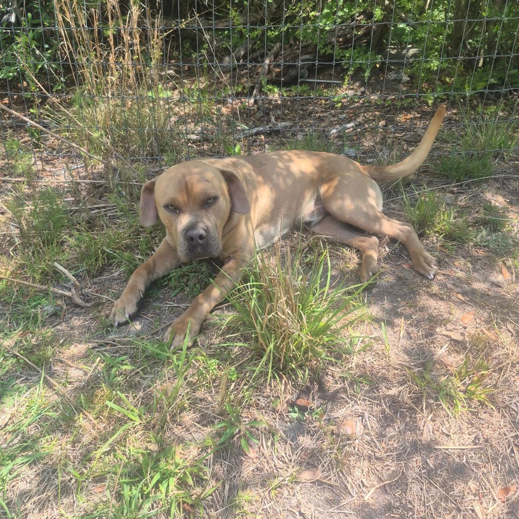 Enlarge Gumbo, a Adoptable mixed breed in Aberdeen, NC image 5/6