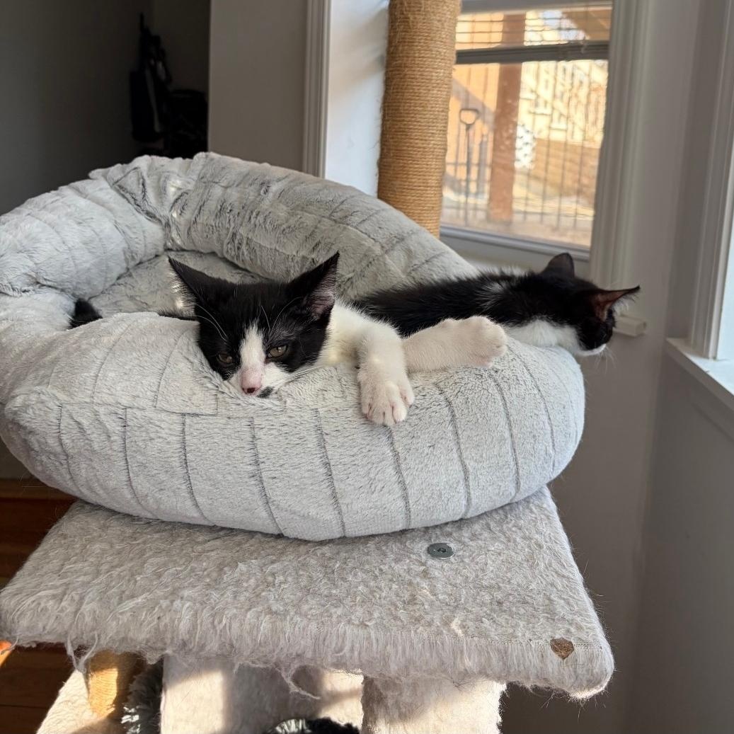 Enlarge Romeo & Cupid, a ADOPTABLE mixed breed in Chicago, IL image 5/5