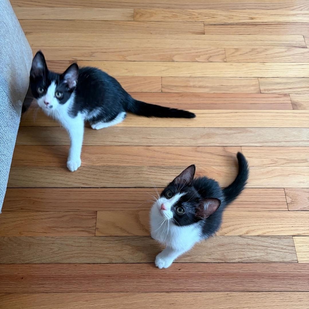 Enlarge Romeo & Cupid, a ADOPTABLE mixed breed in Chicago, IL image 3/5