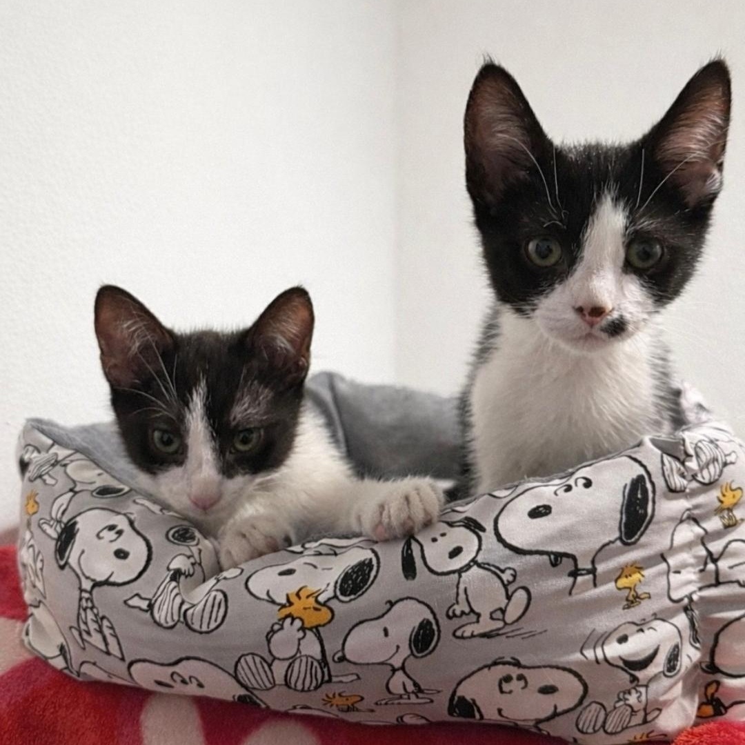 Romeo & Cupid, ADOPTABLE, Young Male Domestic Short Hair.