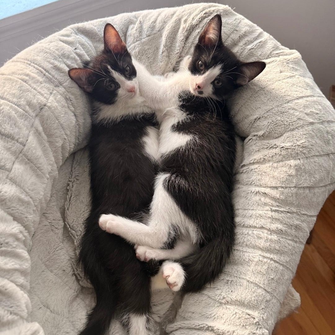 Enlarge Romeo & Cupid, a ADOPTABLE mixed breed in Chicago, IL image 1/5