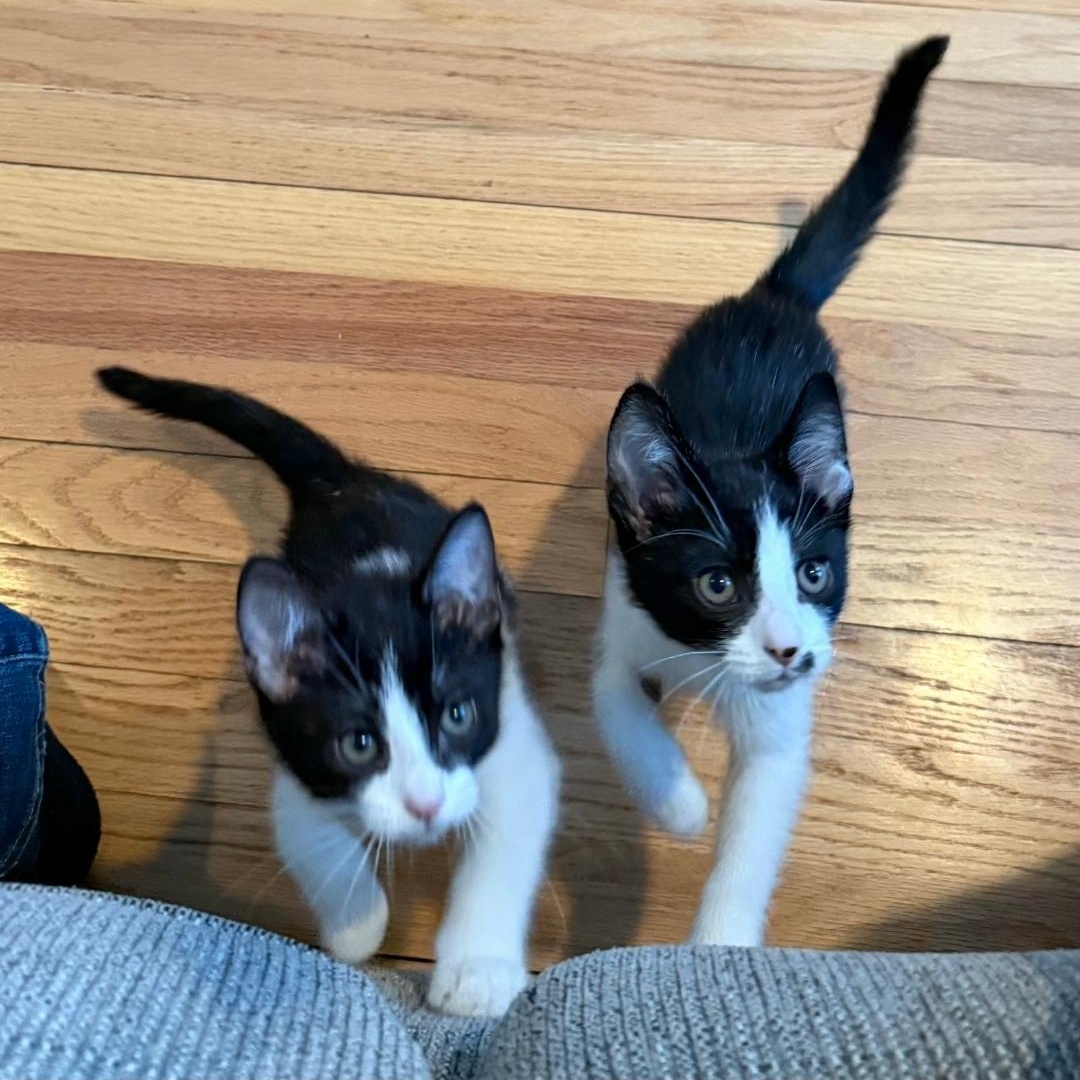 Enlarge Romeo & Cupid, a ADOPTABLE mixed breed in Chicago, IL image 4/5