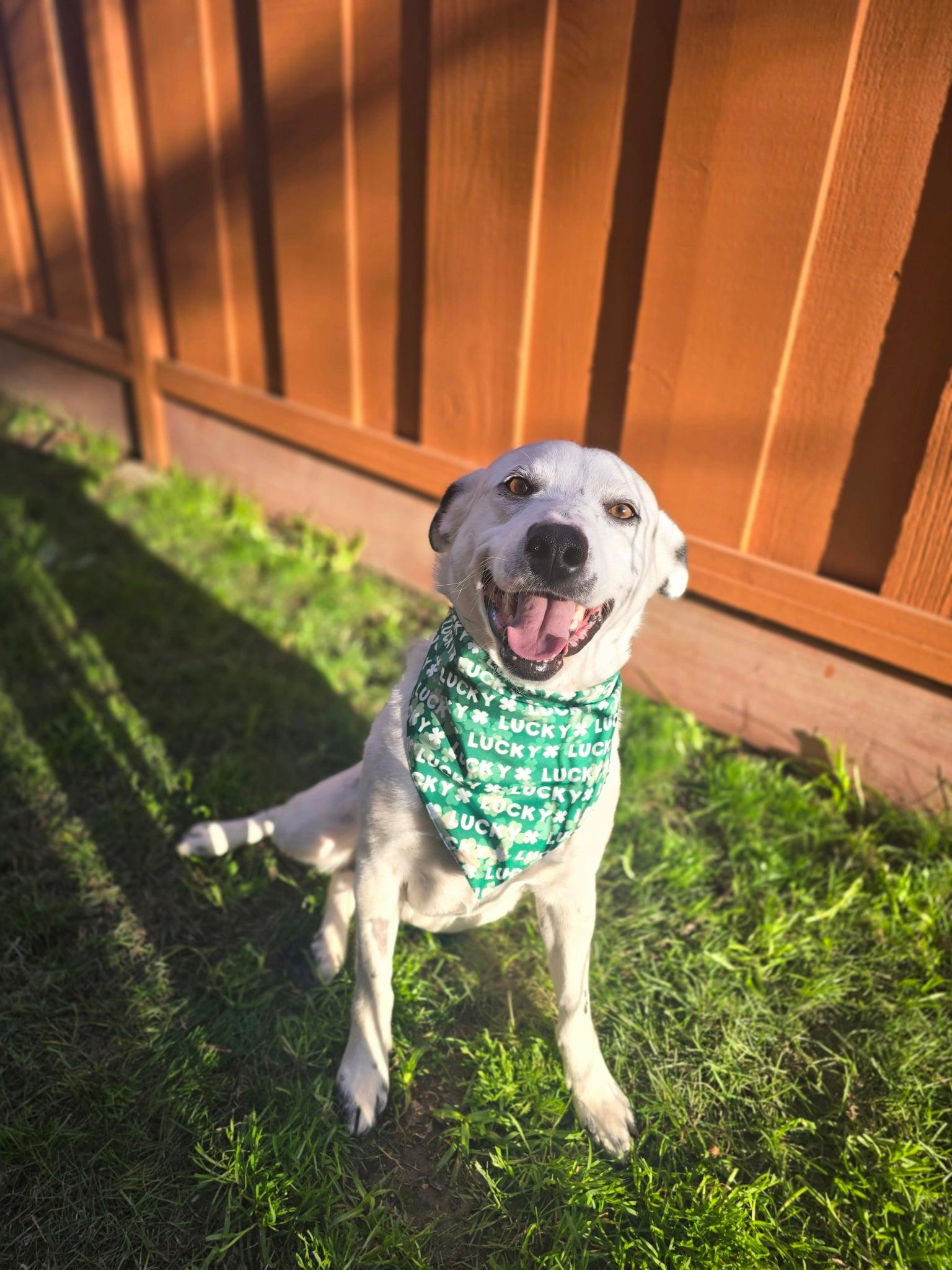 Enlarge Charlie, a ADOPTABLE mixed breed in tracy, CA image 1/3