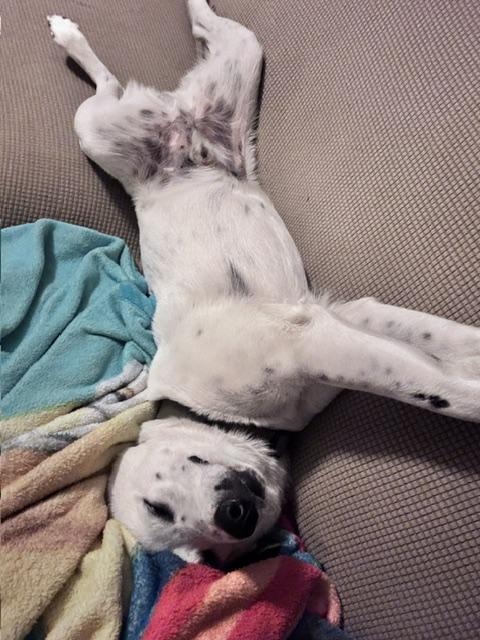 Enlarge Charlie, a ADOPTABLE mixed breed in tracy, CA image 2/3