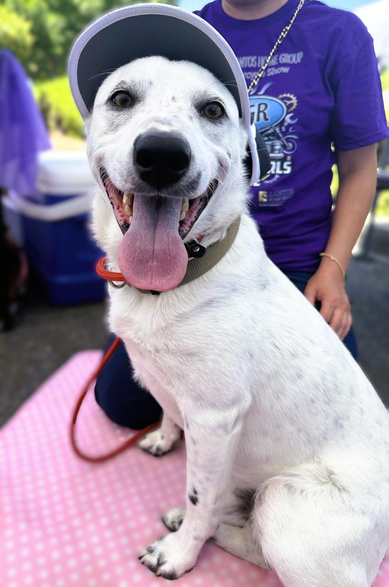 Enlarge Charlie, a ADOPTABLE mixed breed in tracy, CA image 3/3