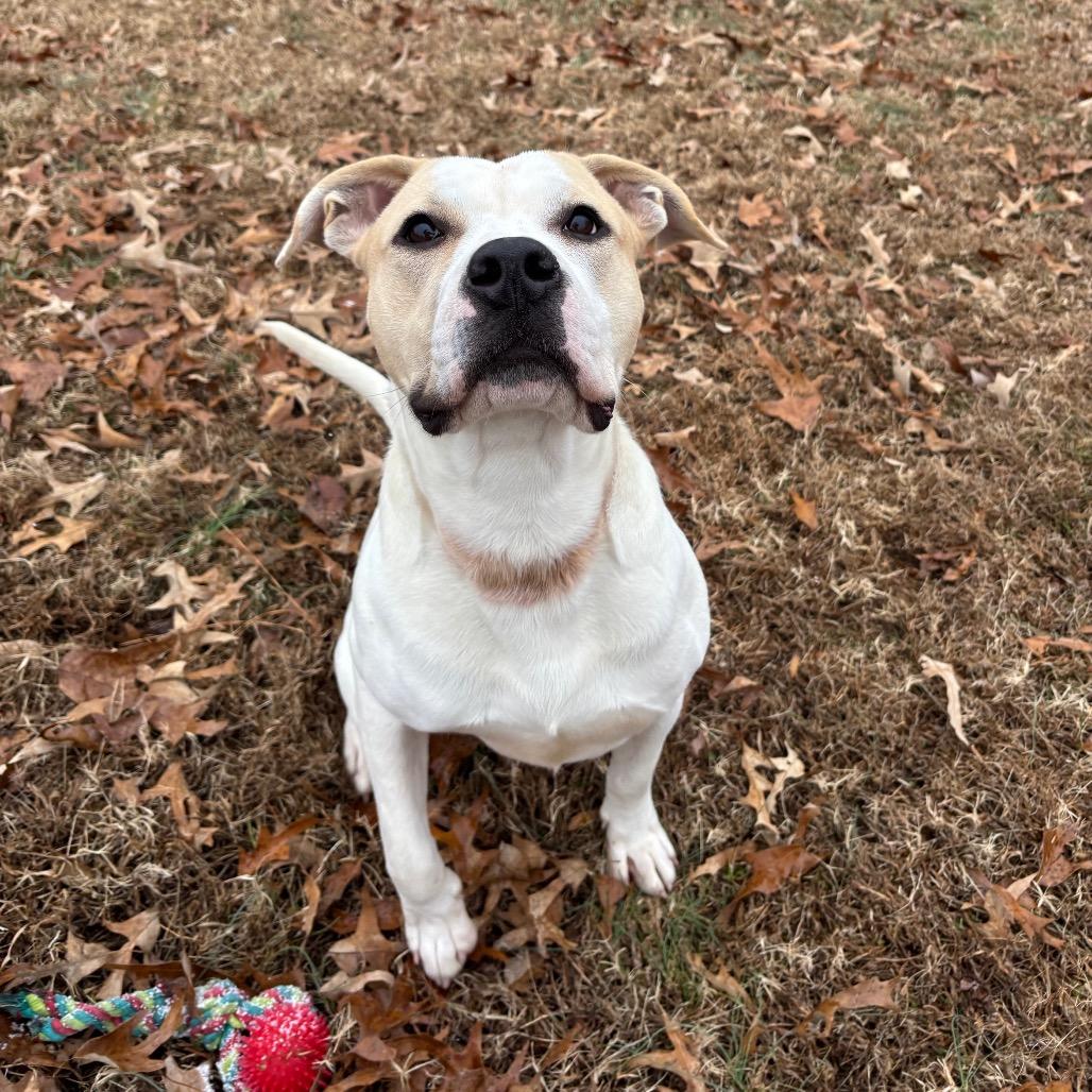 Toby, a Adoptable Pit Bull Terrier in Roxboro, NC image 1/6