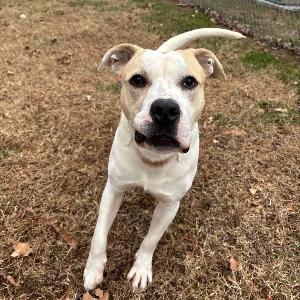 Toby, a Adoptable Pit Bull Terrier in Roxboro, NC image 2/6