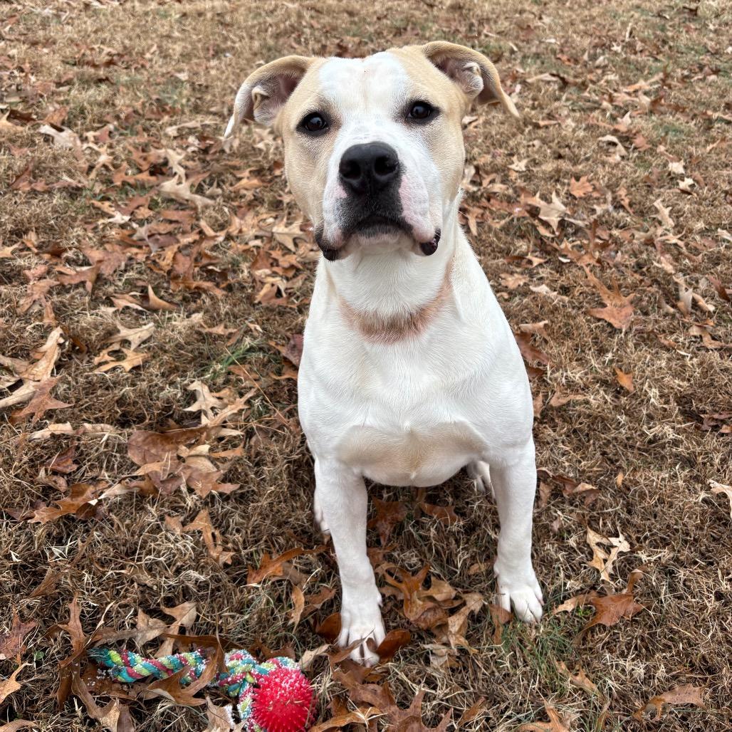 Toby, a Adoptable Pit Bull Terrier in Roxboro, NC image 3/6