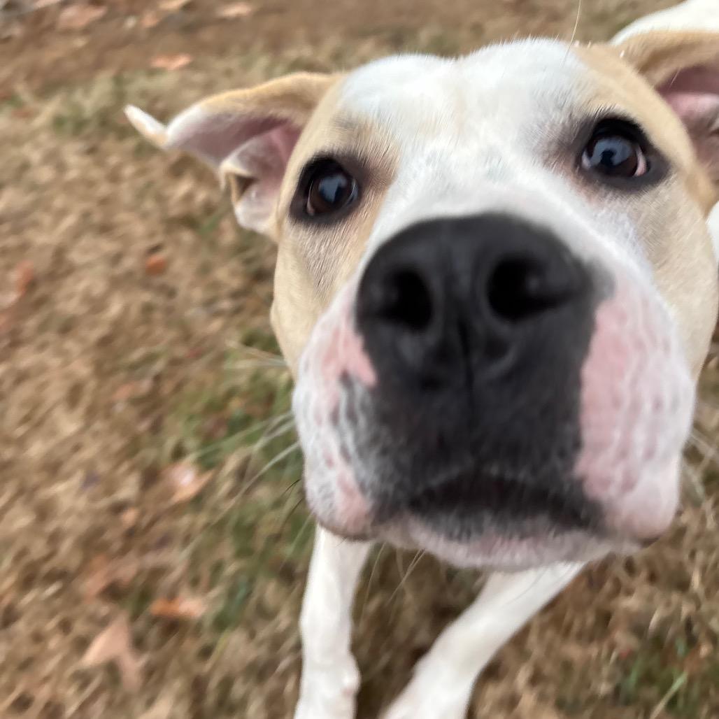 Toby, a Adoptable Pit Bull Terrier in Roxboro, NC image 4/6