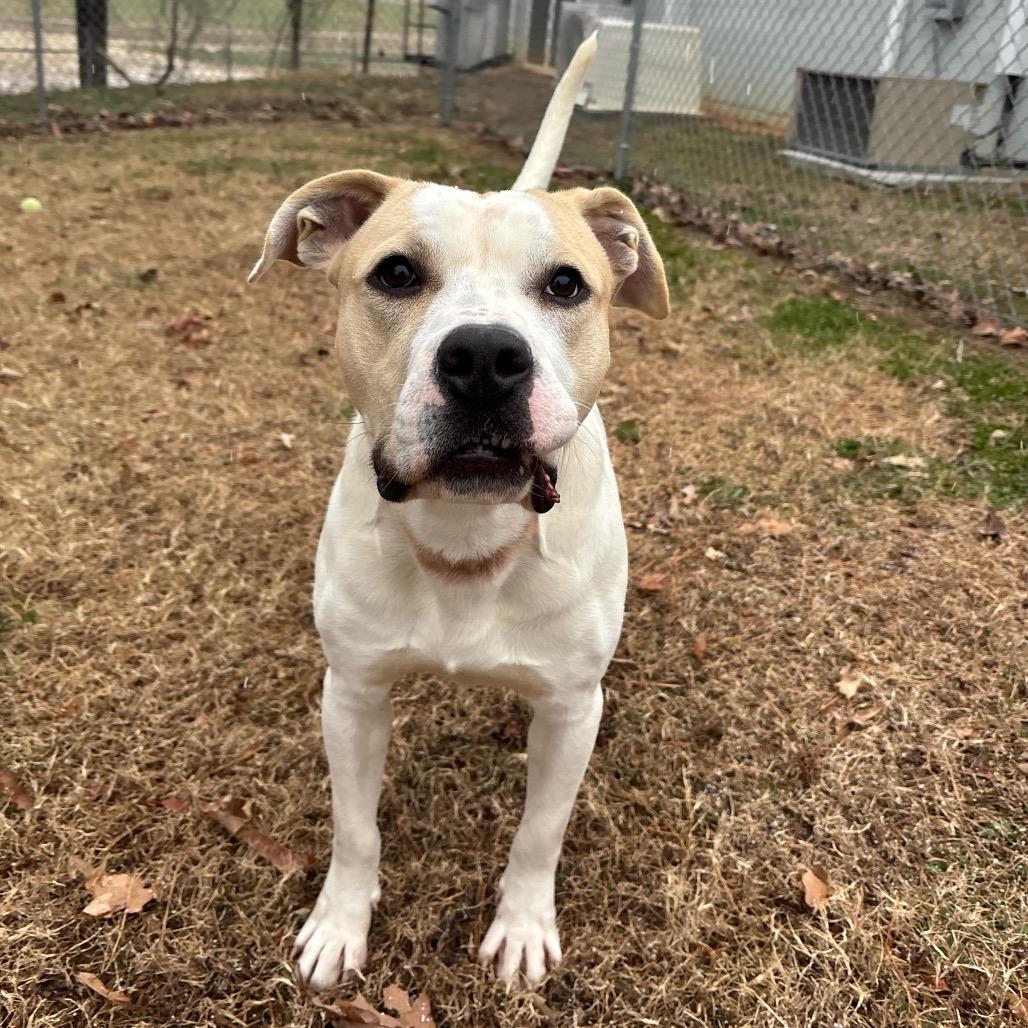 Toby, a Adoptable Pit Bull Terrier in Roxboro, NC image 5/6