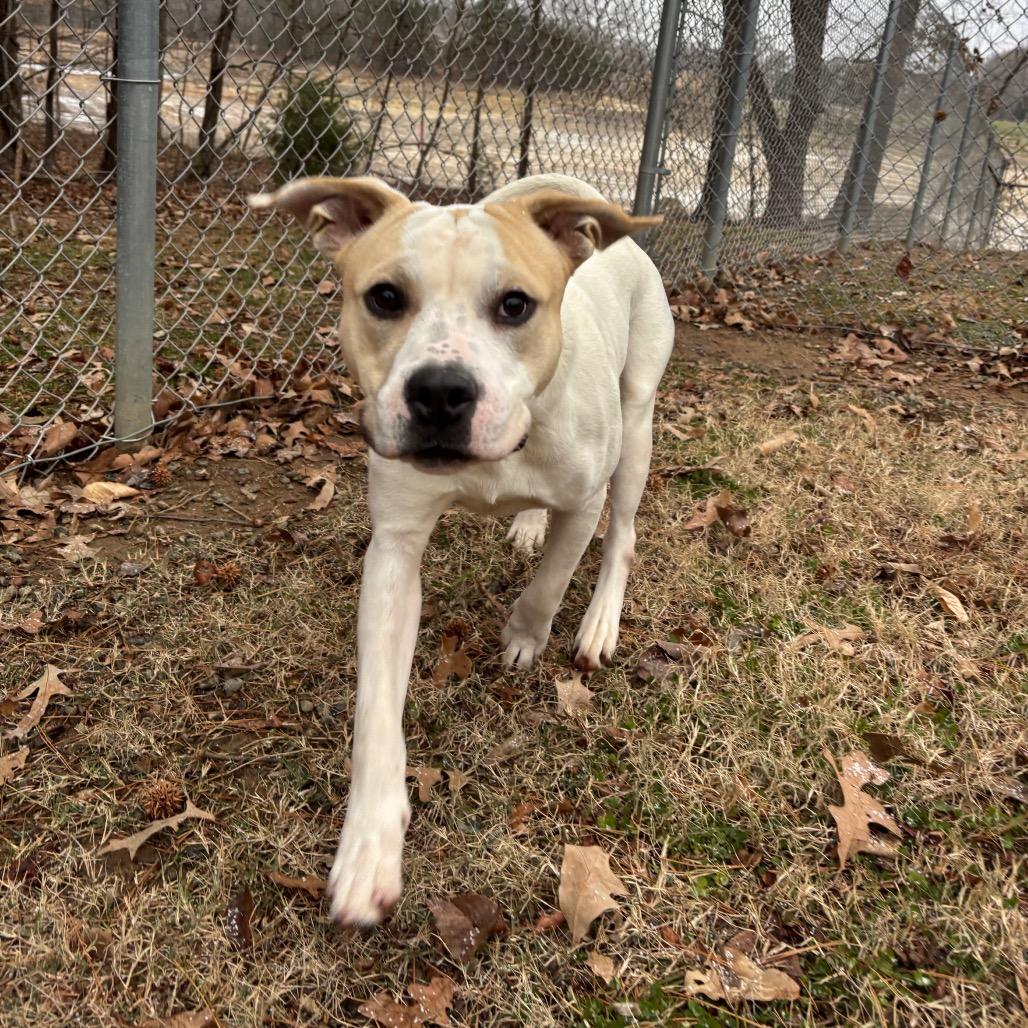 Toby, a Adoptable Pit Bull Terrier in Roxboro, NC image 6/6